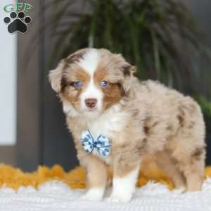 Bindi, Miniature Australian Shepherd Puppy